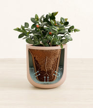 Load image into Gallery viewer, Sandy Pink