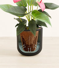 Load image into Gallery viewer, Stone Black