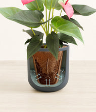 Load image into Gallery viewer, Iron Gray