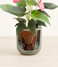 Load image into Gallery viewer, Sage Green