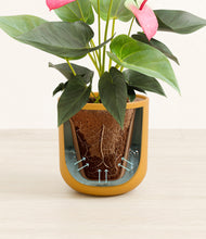 Load image into Gallery viewer, Sunset Orange