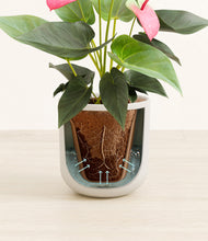 Load image into Gallery viewer, Natural Bamboo