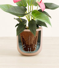 Load image into Gallery viewer, Sandy Pink