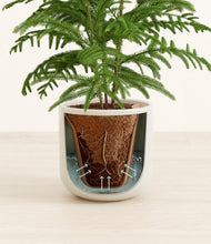 Load image into Gallery viewer, Cotton White stand:all