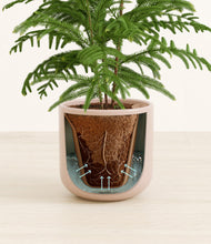 Load image into Gallery viewer, Sandy Pink stand:all