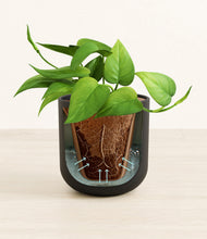 Load image into Gallery viewer, Stone Black