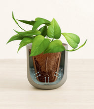 Load image into Gallery viewer, Sage Green