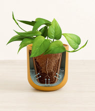 Load image into Gallery viewer, Sunset Orange