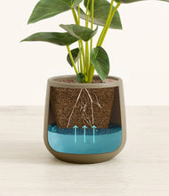 Load image into Gallery viewer, Olive