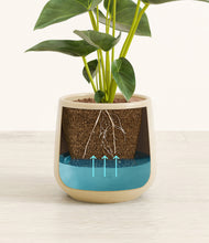 Load image into Gallery viewer, Almond Green