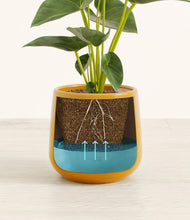 Load image into Gallery viewer, Mustard