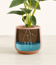 Load image into Gallery viewer, Calm Rose