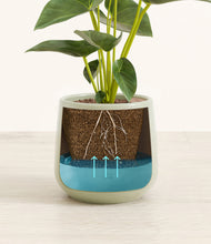 Load image into Gallery viewer, Turquoise