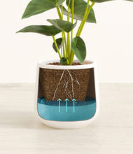 Load image into Gallery viewer, White