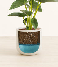 Load image into Gallery viewer, Cotton White stand:all