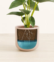 Load image into Gallery viewer, Sandy Pink stand:all