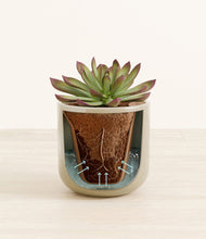 Load image into Gallery viewer, Sage Green stand:all