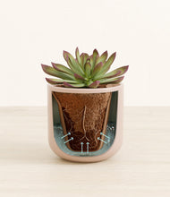 Load image into Gallery viewer, Sandy Pink stand:all