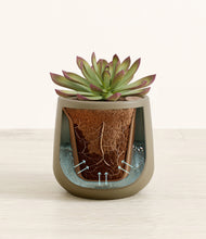 Load image into Gallery viewer, Olive stand:all