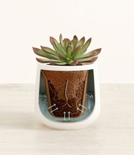 Load image into Gallery viewer, White stand:all