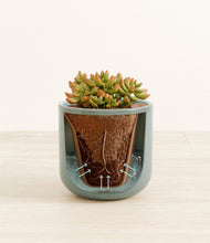 Load image into Gallery viewer, Reactive Aqua stand:all