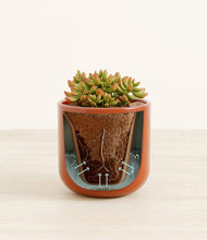 Load image into Gallery viewer, Glossy Red stand:all