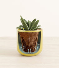 Load image into Gallery viewer, Key Lime Yellow stand:all