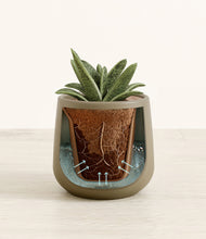 Load image into Gallery viewer, Olive stand:all