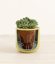 Load image into Gallery viewer, Key Lime Yellow stand:all