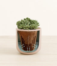 Load image into Gallery viewer, Sandy Pink stand:all