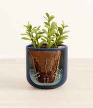 Load image into Gallery viewer, Twilight Blue stand:all