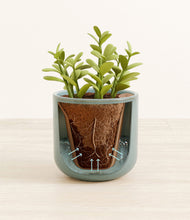 Load image into Gallery viewer, Reactive Aqua stand:all