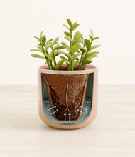 Load image into Gallery viewer, Glossy Pink stand:all