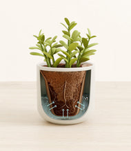 Load image into Gallery viewer, Cotton White stand:all