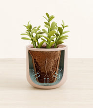 Load image into Gallery viewer, Sandy Pink stand:all