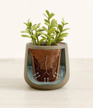 Load image into Gallery viewer, Olive stand:all