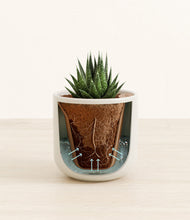 Load image into Gallery viewer, Cotton White stand:all