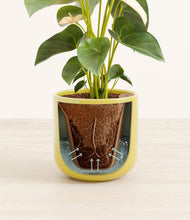 Load image into Gallery viewer, Key Lime Yellow stand:all