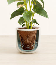 Load image into Gallery viewer, Cotton White stand:all