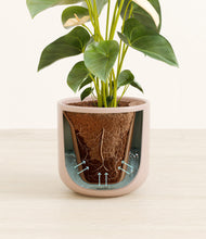 Load image into Gallery viewer, Sandy Pink stand:all