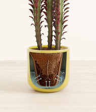 Load image into Gallery viewer, Key Lime Yellow stand:all