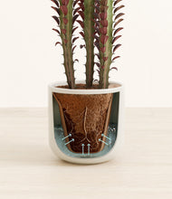 Load image into Gallery viewer, Cotton White stand:all