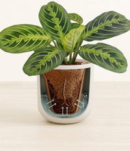 Load image into Gallery viewer, Natural Bamboo stand:all