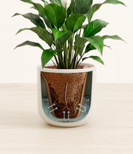 Load image into Gallery viewer, Cotton White stand:all