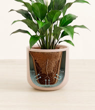 Load image into Gallery viewer, Sandy Pink stand:all
