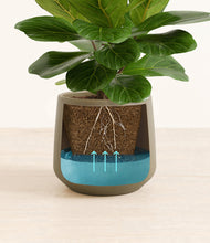 Load image into Gallery viewer, Olive