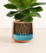 Load image into Gallery viewer, Calm Rose