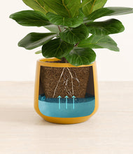 Load image into Gallery viewer, Mustard