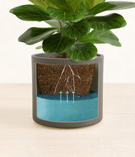 Load image into Gallery viewer, Dark Olive