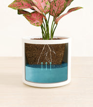 Load image into Gallery viewer, White